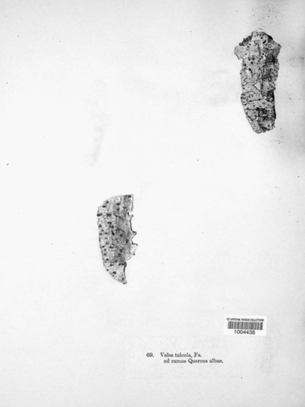Caudospora taleola image